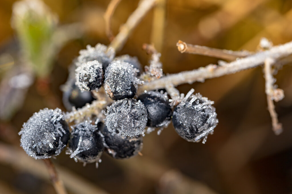 gefrorene Beeren der Gewöhnliche Eberesche (frozen berries of mountain ash)
