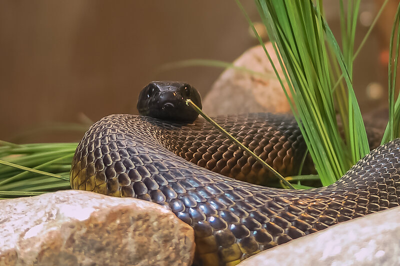images of inland taipan images of inland taipan