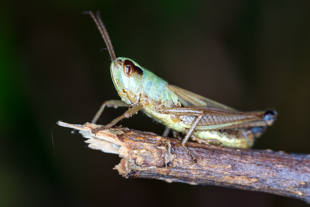 Gemeiner Grashüpfer (meadow grasshopper)
