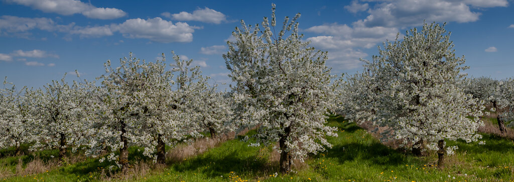 KIrschblüte