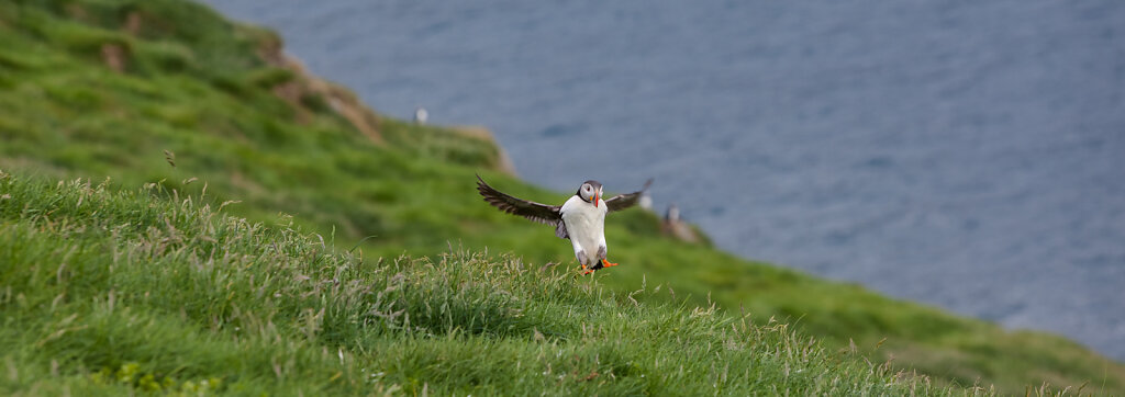 Papageitaucher (Puffin)